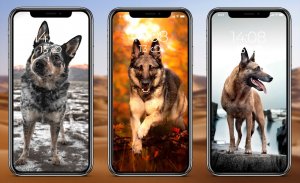German Shepherd Wallpaper screenshot 7