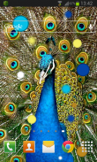 Birds Peacock LWP Free screenshot 1