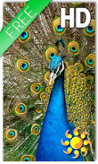 Birds Peacock LWP Free screenshot 0