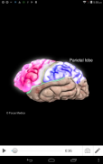 NEUROANATOMY - Digital Atlas screenshot 11