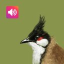 Bulbul Bird: Sounds, Ringtones Icon