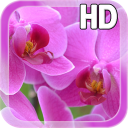 Pink Orchid LWP Free Icon