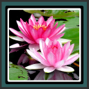 Live fonds d'écran - lotus Icon