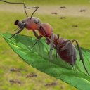 Insect Simulator Games - Queen Ant Simulator 2021