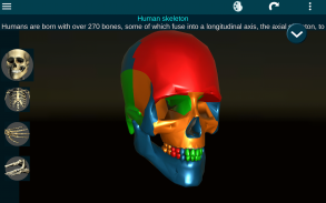 Osseous System in 3D (Anatomy) screenshot 15