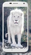 White Lion Wallpapers screenshot 6