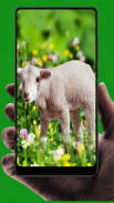 Sheep Wallpaper screenshot 4