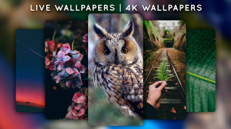 Live Wallpapers - 4K Wallpapers screenshot 0