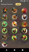Bunyi ayam jantan dan Ringtone screenshot 1
