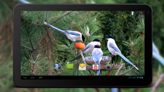 4K Garden Birds Live Wallpaper screenshot 5