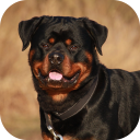 Rottweiler Dog Life Simulator Icon