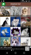 American Curl Cat screenshot 3