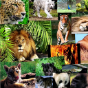 Animals Wallpapers