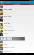 Australian Birds Sounds Free screenshot 17