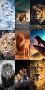 Lion Wallpapers HD screenshot 5