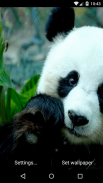 Panda Live Wallpaper HD screenshot 5