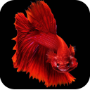 Betta Fish Wallpapers 4K Icon