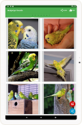 Budgerigar Camera for Parakeet screenshot 0