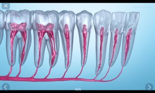 Dental 3D Illustrations screenshot 18