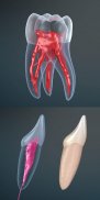 Dental 3D Illustrations screenshot 4