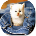 Animal Lover HD Wallpapers Icon