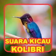 Suara Kicau: Burung Kolibri screenshot 0