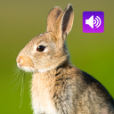 Rabbit: Sound, Ringtone Icon