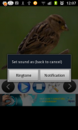 3D Bird Ringtones & Sounds screenshot 2