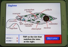 Label that Diagram - Cells screenshot 6