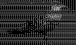 ASCII cam lite screenshot 1