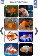 Fish Types | Goldfish Saltwate screenshot 2