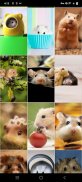 Hamster Wallpapers screenshot 5