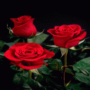 Beautiful Roses LWP