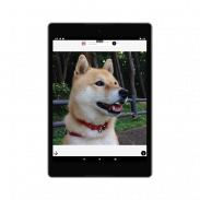 Shiba Swipe - Unlimited Shiba Inu Pictures screenshot 0