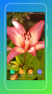 Lily Flower Wallpaper screenshot 4