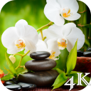 Orchid 4K Live Wallpaper Icon