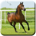 Horse HD Live Wallpapers