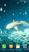 cá mập sống hình nền screenshot 5