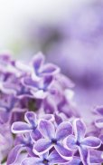 Lilac Flowers Live Wallpaper screenshot 5