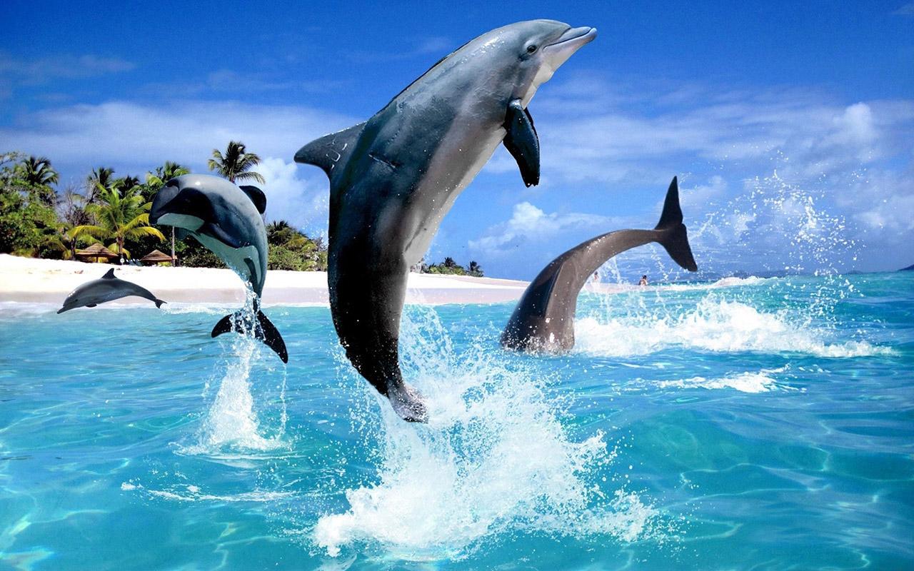 44+] Live Dolphin Wallpaper - WallpaperSafari