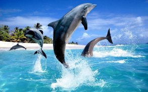 Dolphin HD Live Wallpaper screenshot 7