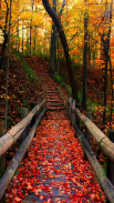 Autumn Season APUS Live Wallpaper screenshot 5