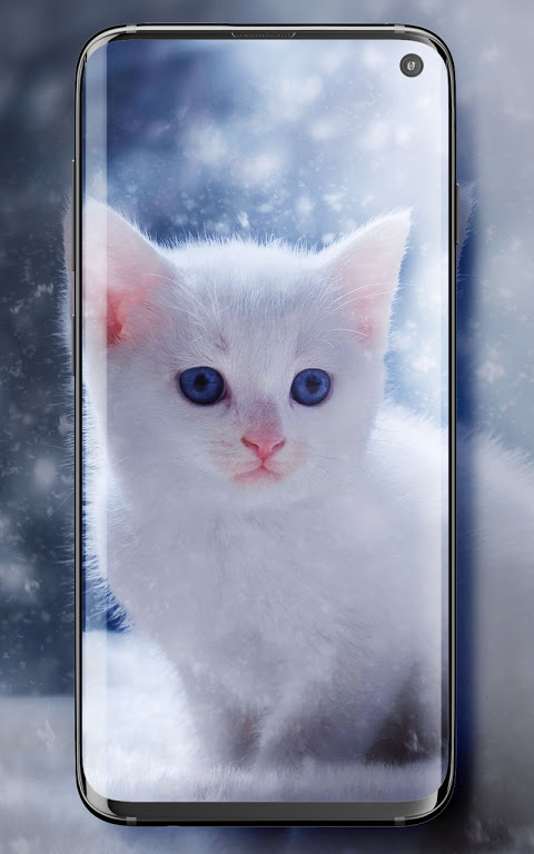 Kucing Comel wallpaper 5.1 Muat turun APK Android  Aptoide