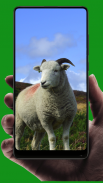 Sheep Wallpaper screenshot 5