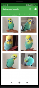 Budgerigar Camera for Parakeet screenshot 3