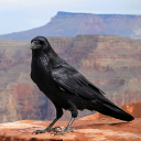 Crow Calls - Baixar APK para Android | Aptoide