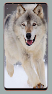 Wolf Wallpaper HD screenshot 0