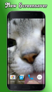 Kitty Licks Screen screenshot 3