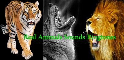 Real Animals Sound