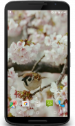 Sakura and Bird Live Wallpaper screenshot 4